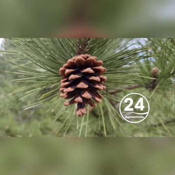 С добрым утром, Мариуполь!