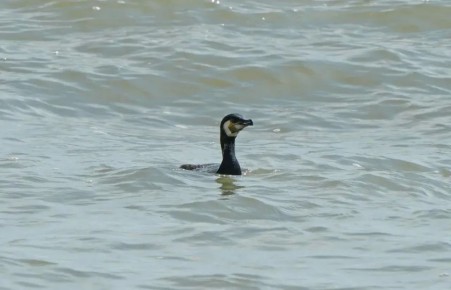 ��� �� ���������� �������� - ��� ������� ������ �������� �� ������ � ���� � ���������� ����� ���������