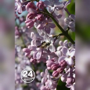 Почему не нужно приносить домой сирень, объяснила ботаник