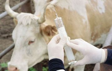 Мариупольские ветеринары провели вакцинацию и диагностику сельскохозяйственных животных