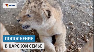 В Мариупольском зоопарке в семье львов Плутона и Амалии родился малыш