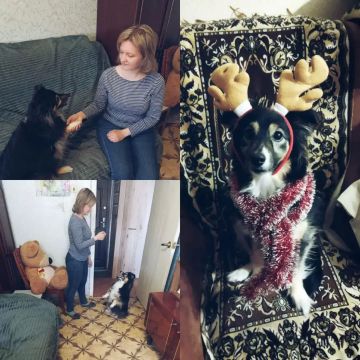 Четвероногие ангелы: как домашние животные спасают души тех, кто помогает другим