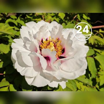 � ������ �����, ���������!