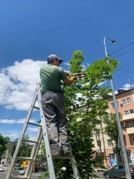 В центре Мариуполя коммунальщики провели формовочную обрезку деревьев