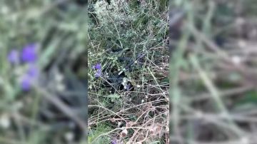 В ДНР росгвардейцы сбили два беспилотника, пытавшихся пролететь в зоне ответственности