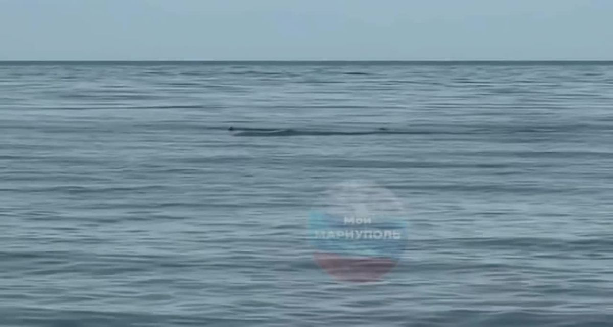 Рыба из Азовского моря абсолютно безопасна для употребления