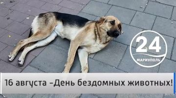 Народное мнение 16.08. 16 августа -Всемирный день бездомных животных! 16 августа — Всемирный день бездомных животных