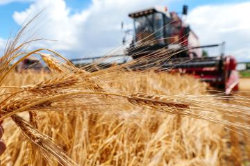 Антон Кольцов: Аграрии Мариуполя убрали 90% посевных площадей зерновых культур — это 1200 гектаров