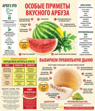 Лето — время бахчевых! Как выбрать идеальный плод